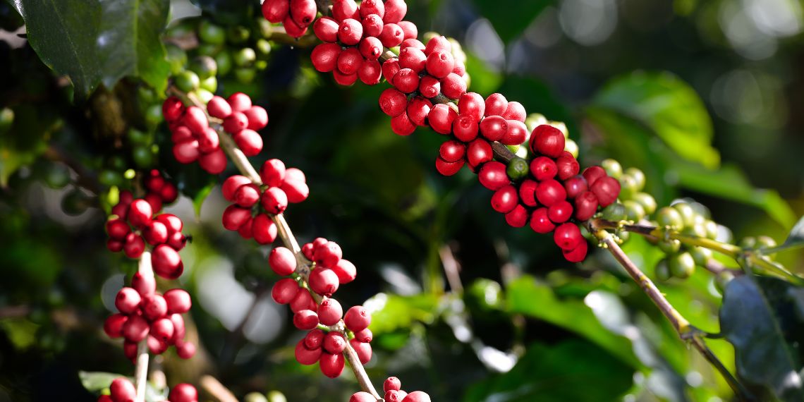 Origin and Cultivation of Coffee Beans